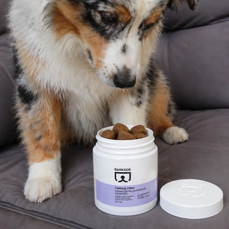 Austrálsky ovčiak nazerá do otvorenej dózy Calming Chew